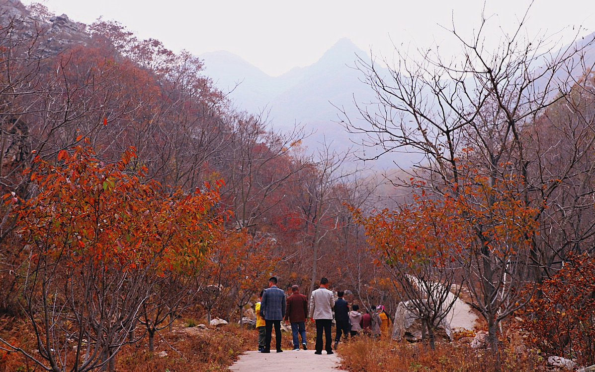 辽宁庄河马道口村:红叶染层林