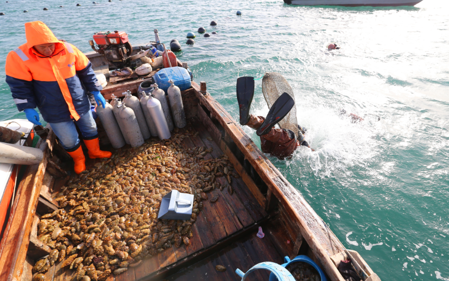 渤海鹿鸣岛海域是大连金普新区辽刺参的主产区之一,出产的海参肉嫩多