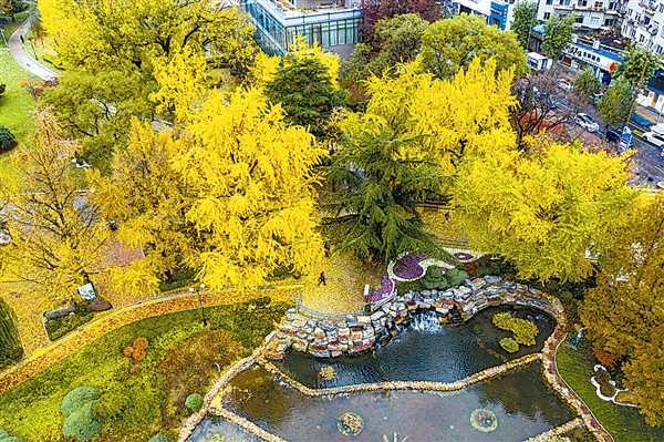 辽宁大连:雨后寒风起 百年银杏黄