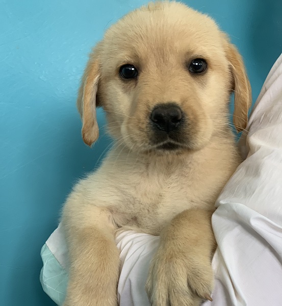 导盲犬小小预备犬寻找大连爱心寄养家庭啦 大连新闻 天健原创 大连天健网